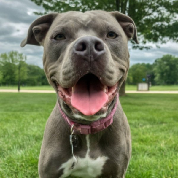 blue nose pitbull in Grand Rapids, Michigan