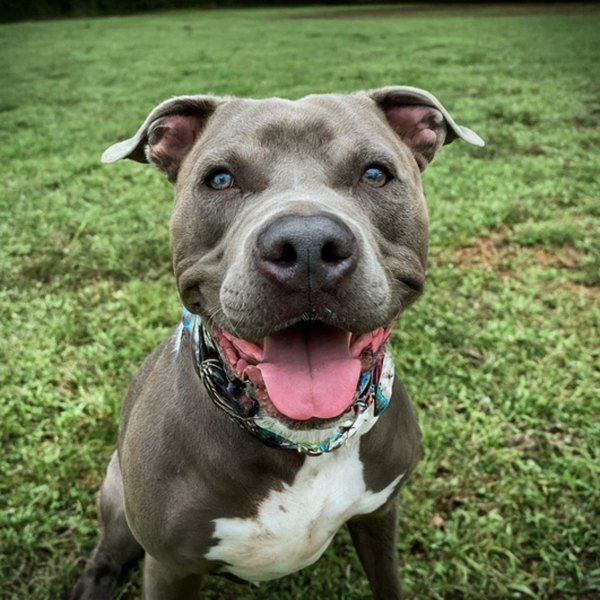 blue nose pitbull in Greensboro, North Carolina