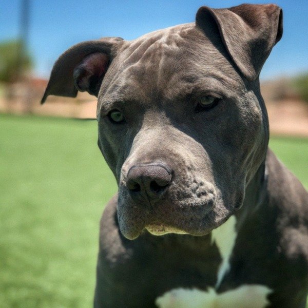 blue nose pitbull in Henderson, Nevada
