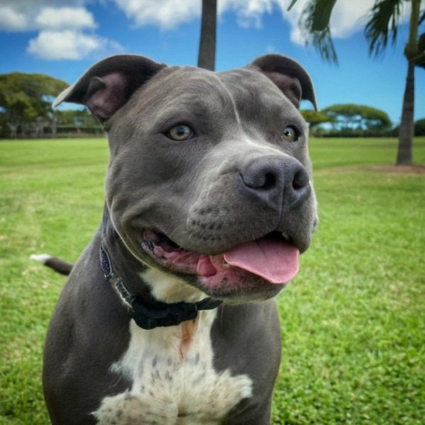 blue nose pitbull in Honolulu, Hawaii