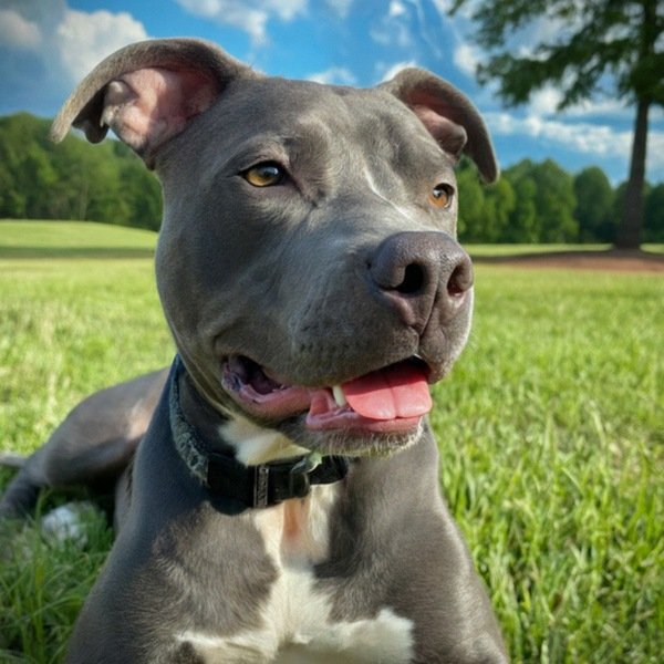 blue nose pitbull in Huntsville, Alabama