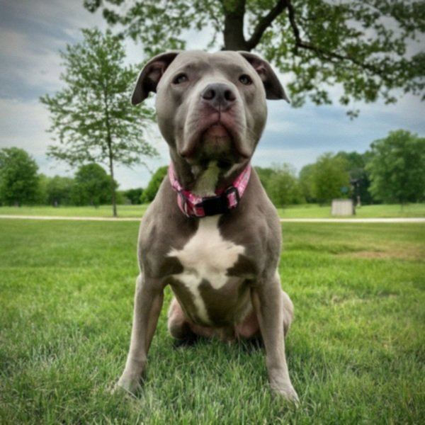 blue nose pitbull in Indianapolis, Indiana