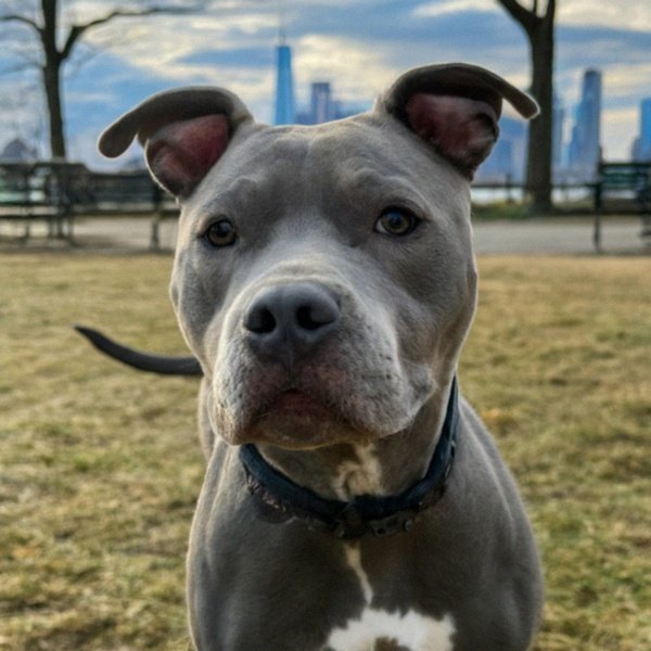 blue nose pitbull in Jersey City, New Jersey