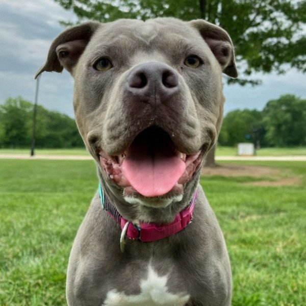 blue nose pitbull in Kansas City, Missouri