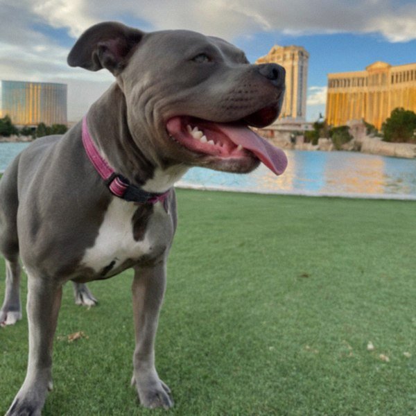 blue nose pitbull in Las Vegas, Nevada
