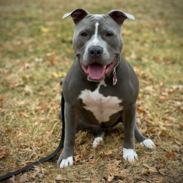 blue nose pitbull in Lincoln, Nebraska