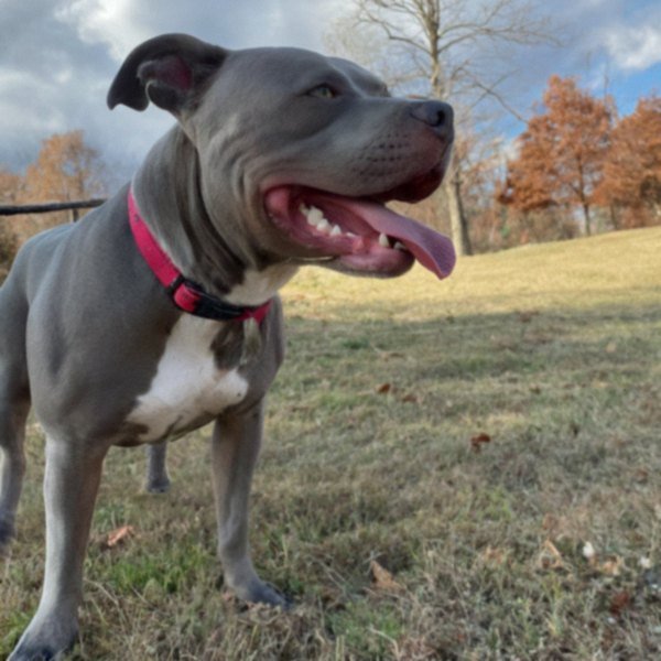 blue nose pitbull in Little Rock, Arkansas