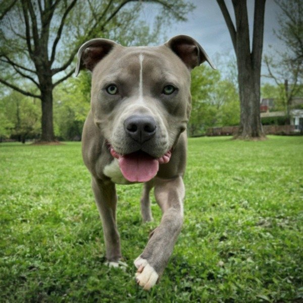 blue nose pitbull in Louisville, Kentucky