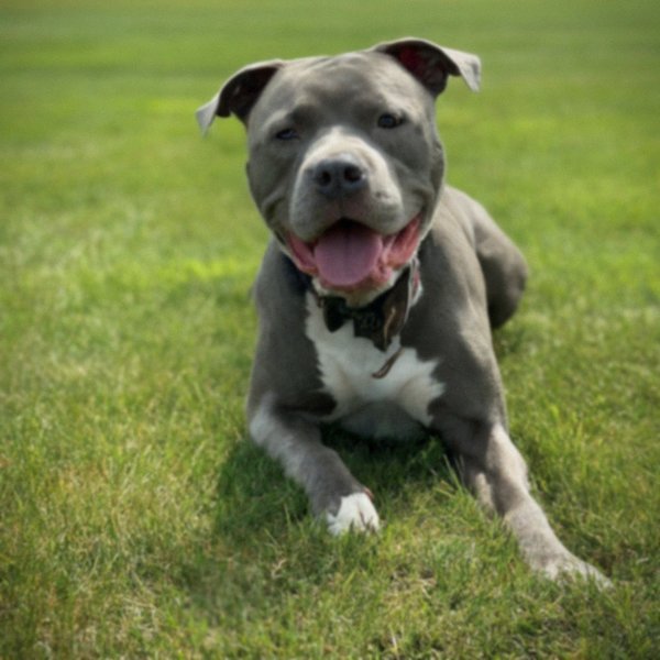 blue nose pitbull in Madison, Wisconsin