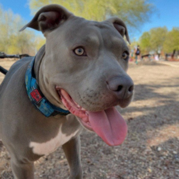 blue nose pitbull in Mesa, Arizona