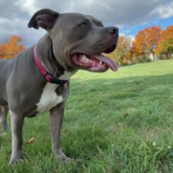 blue nose pitbull in Minneapolis, Minnesota
