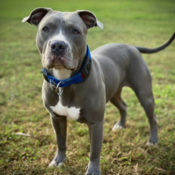 blue nose pitbull in Montgomery, Alabama