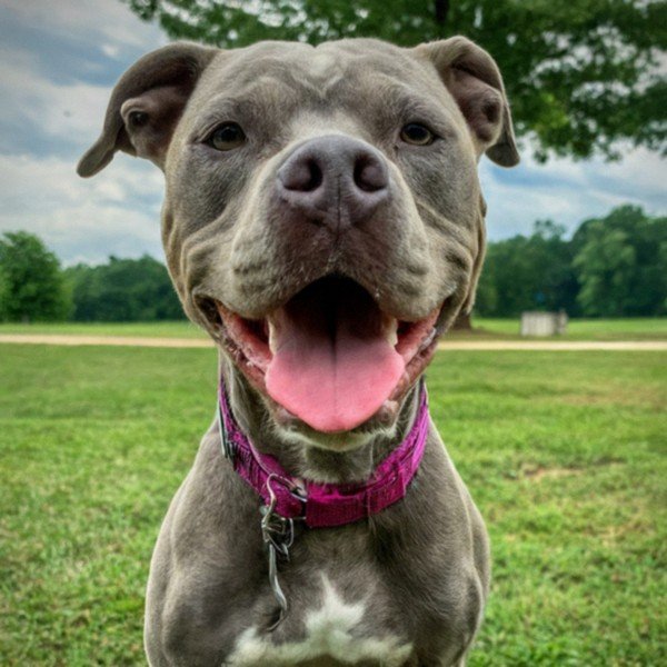 blue nose pitbull in Murfreesboro, Tennessee