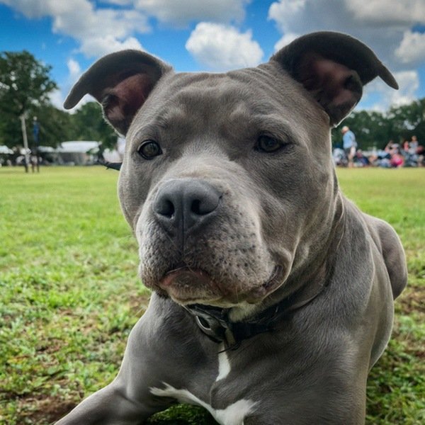 blue nose pitbull in New Orleans, Louisiana