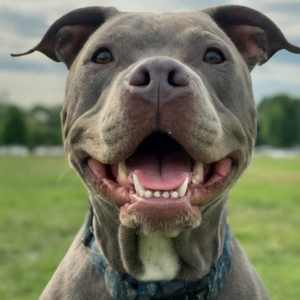 blue nose pitbull in Newark, New Jersey