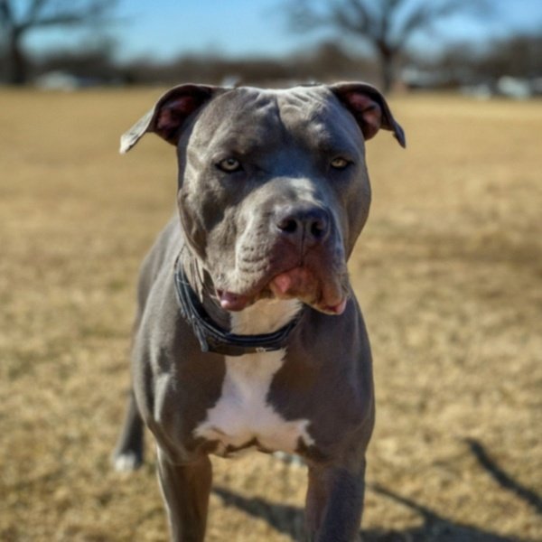 blue nose pitbull in Oklahoma City, Oklahoma