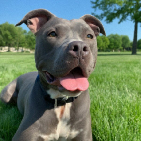 blue nose pitbull in Omaha, Nebraska