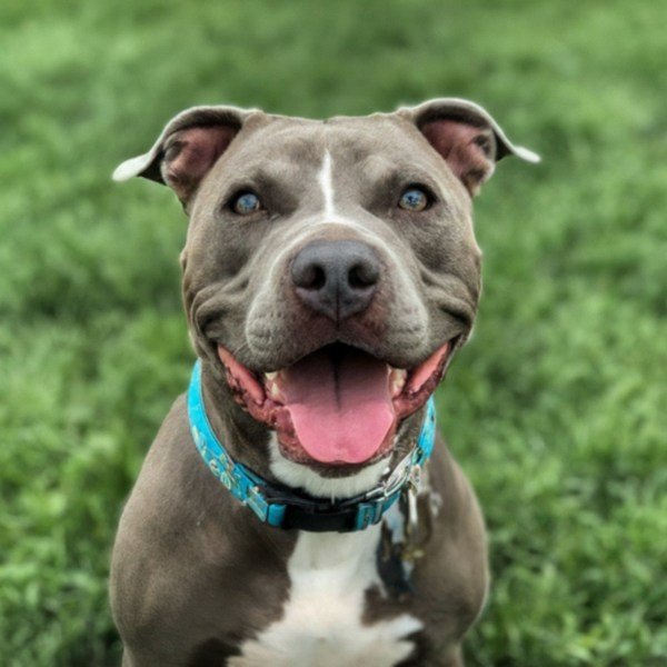 blue nose pitbull in Overland Park, Kansas