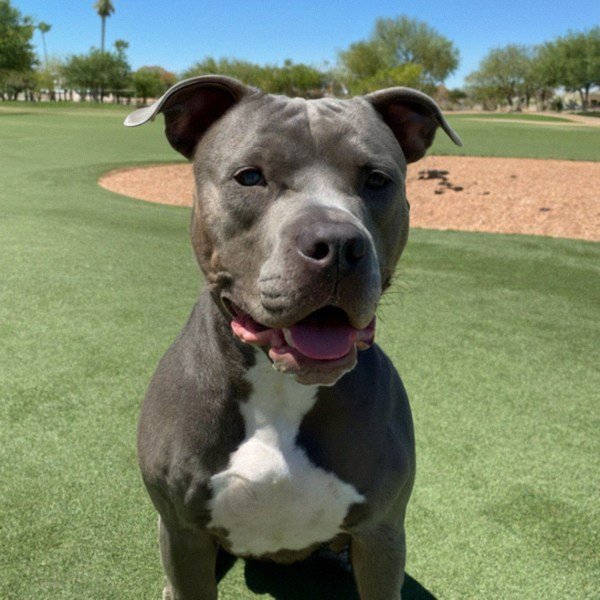 blue nose pitbull in Phoenix, Arizona