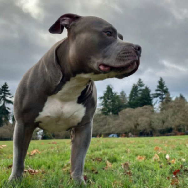 blue nose pitbull in Portland, Oregon