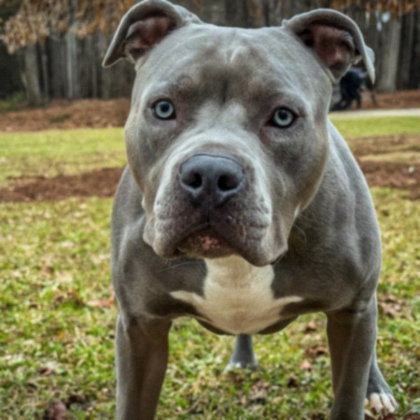 blue nose pitbull in Raleigh, North Carolina