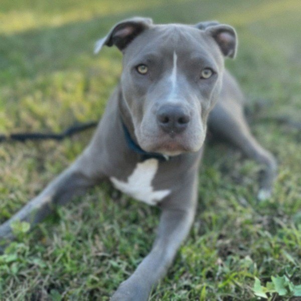 blue nose pitbull in Richmond, Virginia