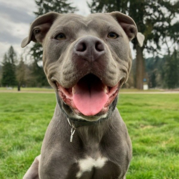 blue nose pitbull in Salem, Oregon
