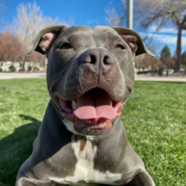 blue nose pitbull in Salt Lake City, Utah