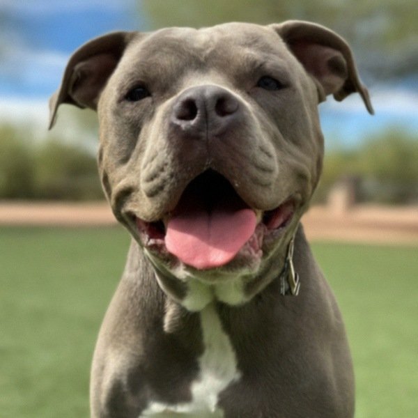 blue nose pitbull in Scottsdale, Arizona