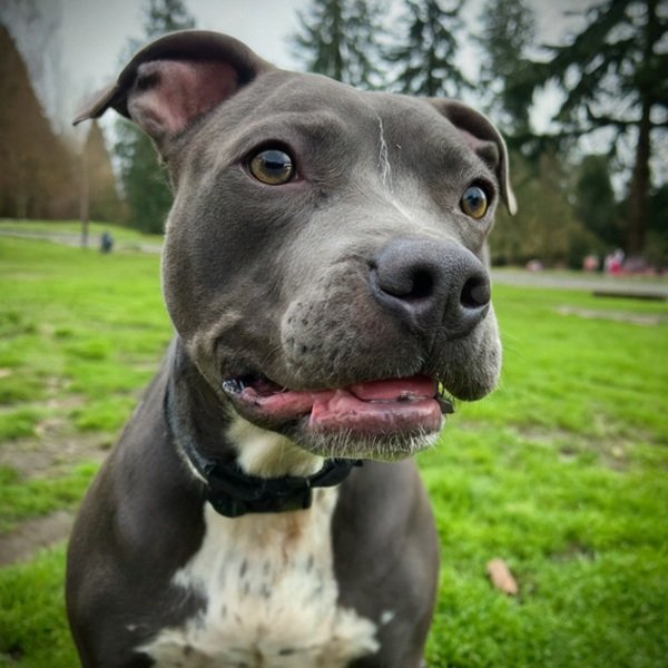 blue nose pitbull in Seattle, Washington