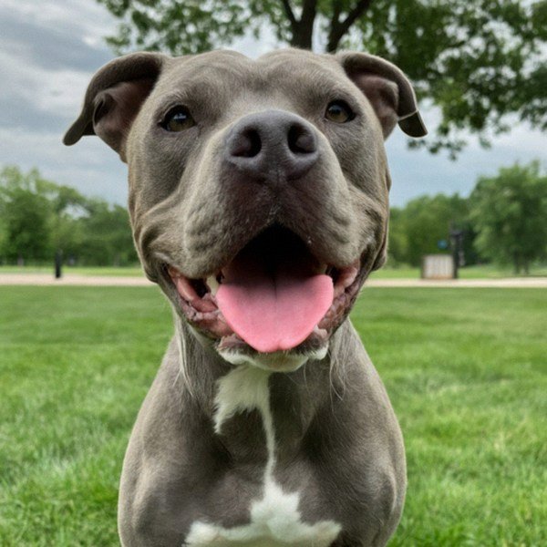 blue nose pitbull in Sioux Falls, South Dakota