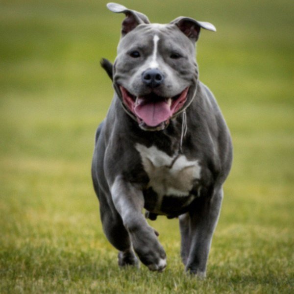 blue nose pitbull in Spokane, Washington