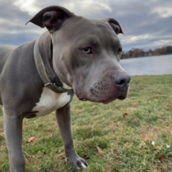 blue nose pitbull in Springfield, Massachusetts