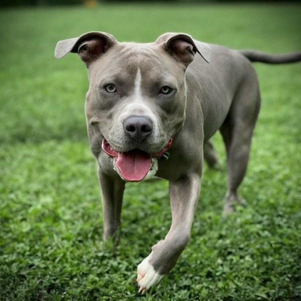 blue nose pitbull in St. Louis, Missouri