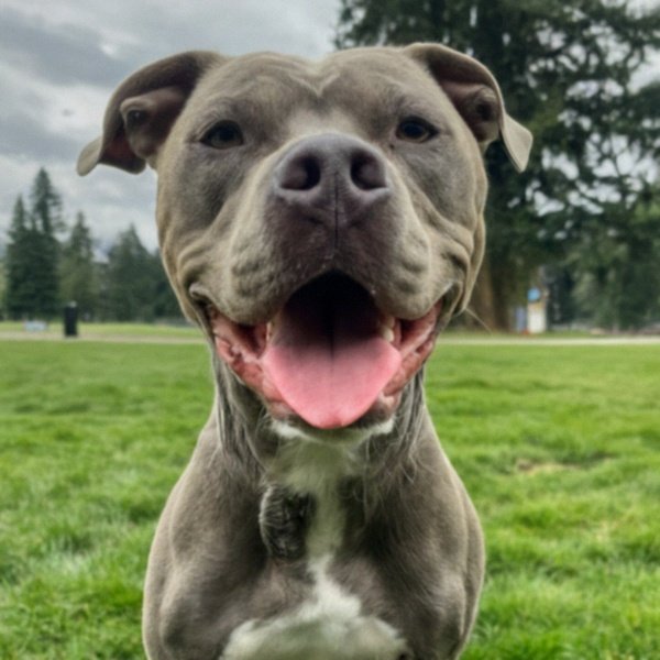 blue nose pitbull in Tacoma, Washington