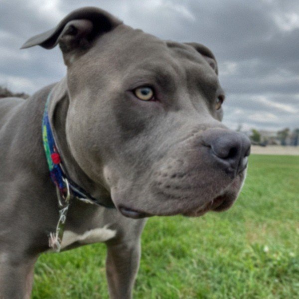 blue nose pitbull in Toledo, Ohio