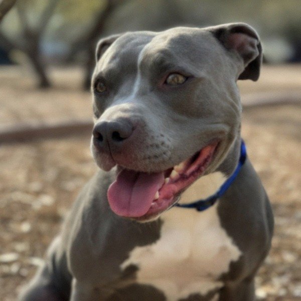 blue nose pitbull in Tucson, Arizona