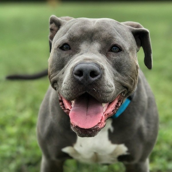 blue nose pitbull in Virginia Beach, Virginia