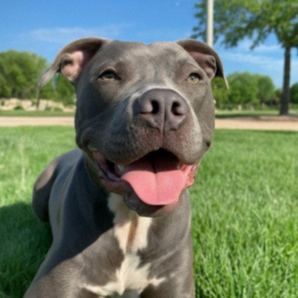 blue nose pitbull in Wichita, Kansas
