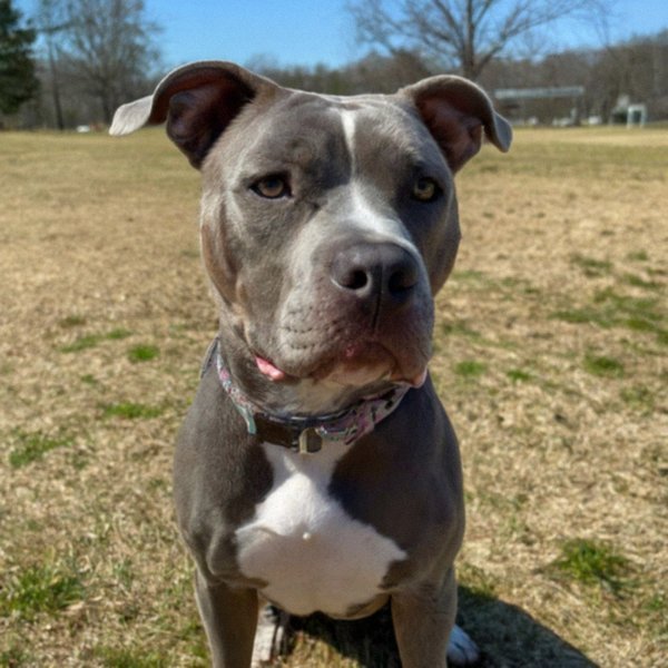 blue nose pitbull in Winston–Salem, North Carolina