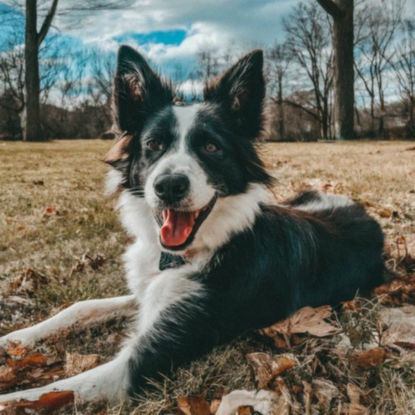border collie in Akron, Ohio