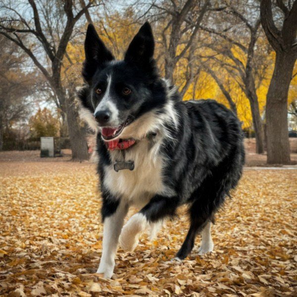 border collie in Albuquerque, New Mexico