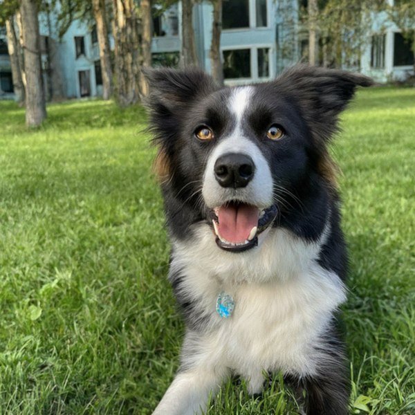 border collie in Anchorage, Alaska
