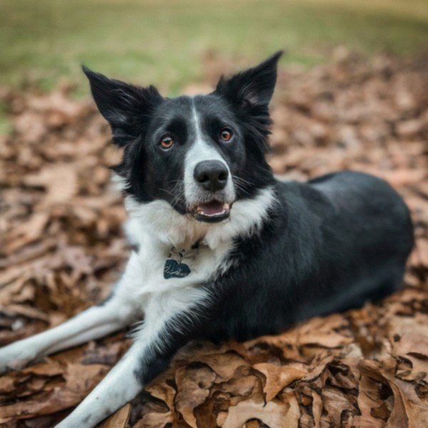 border collie in Atlanta, Georgia