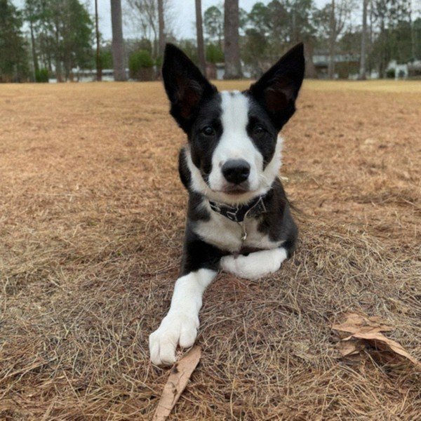 border collie in Augusta, Georgia