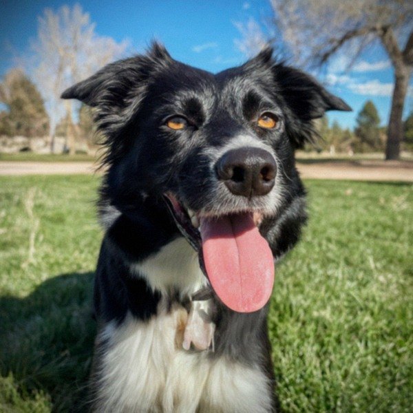 border collie in Aurora, Colorado
