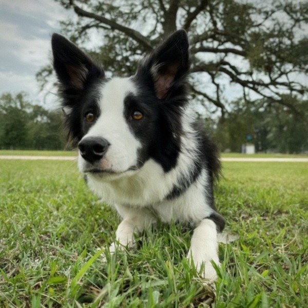 border collie in Baton Rouge, Louisiana