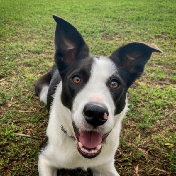 border collie in Birmingham, Alabama