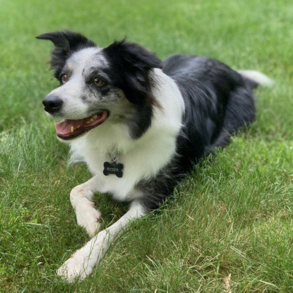 border collie in Boston, Massachusetts