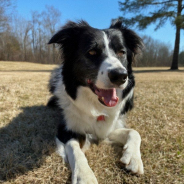 border collie in Chesapeake, Virginia